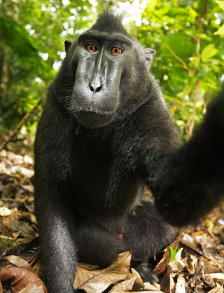 Self-portrait of a female Celebes crested macaque (Macaca nigra) in North Sulawesi, Indonesia, who had picked up photographer David Slater's camera and photographed herself with it.